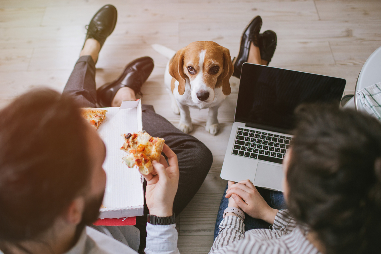 Image of dog looking at owners eating pizza and working on a laptop.