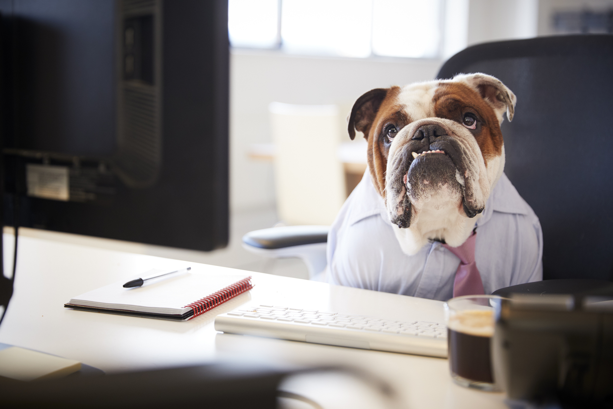 Picture of dog in a shirt and tie sitting at a desk.
